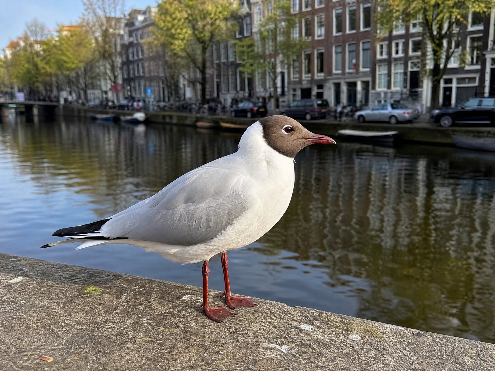Kokmeeuw
