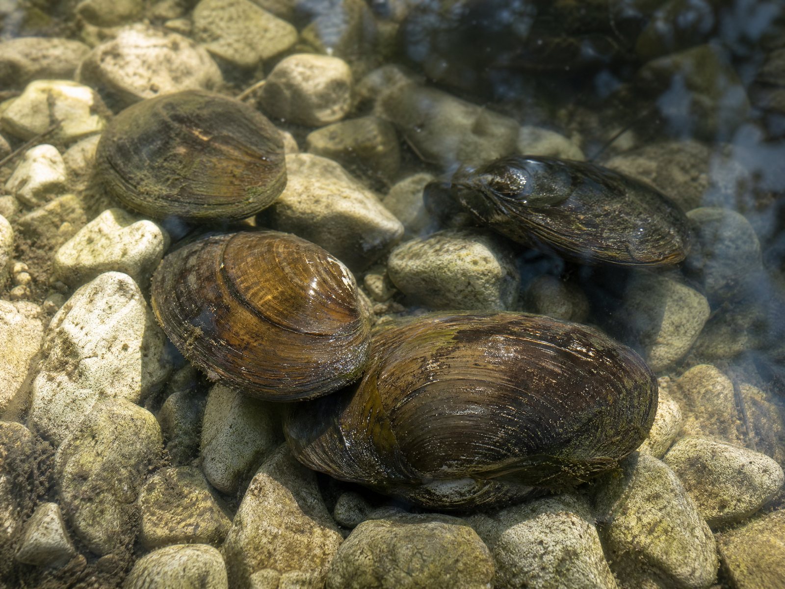 Zoetwatermossel